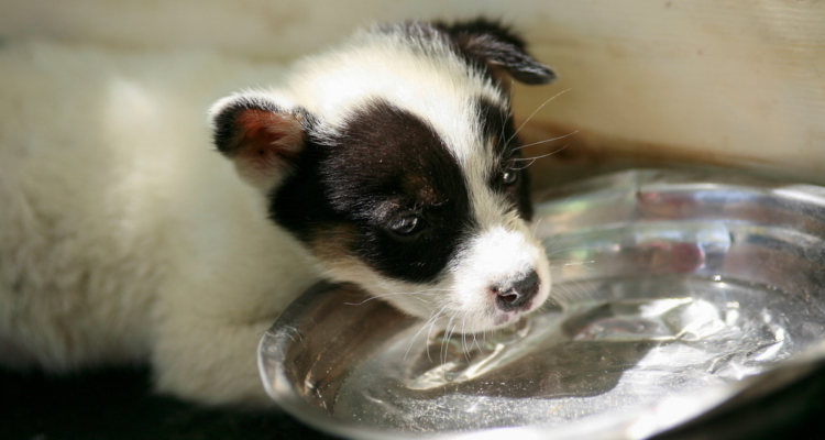 Maltrato animal San Pedro de la paz
