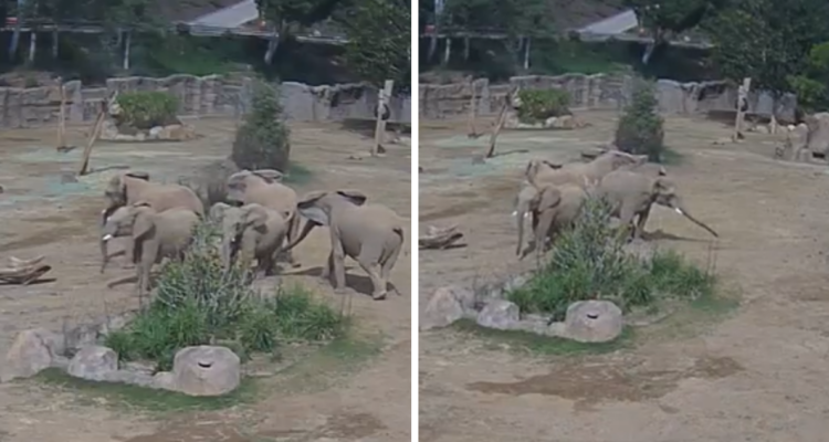 Manada de elefantes reacciona rápidamente ante sismo en EE.UU: crearon círculo para proteger a crías