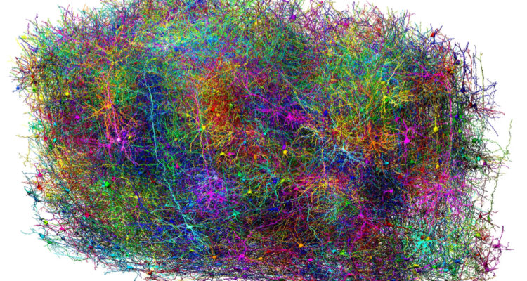 Mapa de un milímetro de cerebro de un ratón