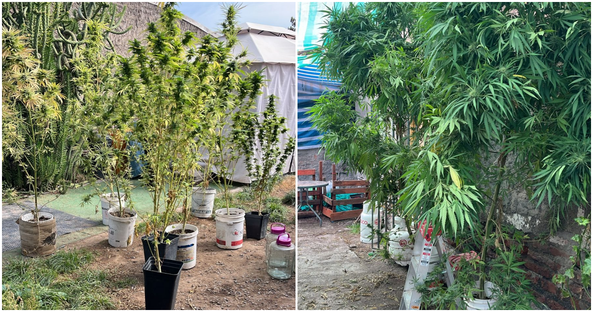 Cae “emprendimiento familiar” en El Bosque: detienen a madre e hijo con marihuana
