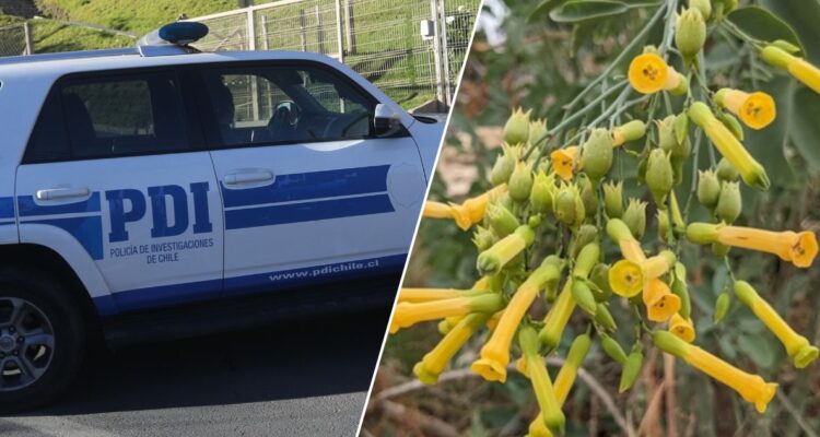 MUERTE DE HOMBRE QUE CONSUMIÓ PLANTA TÓXICA DEL PATIO DE SU CASA