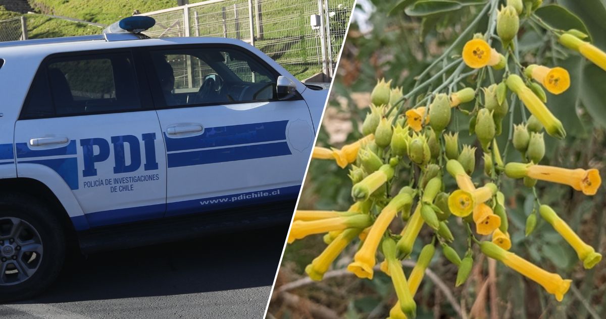 MUERTE DE HOMBRE QUE CONSUMIÓ PLANTA TÓXICA DEL PATIO DE SU CASA