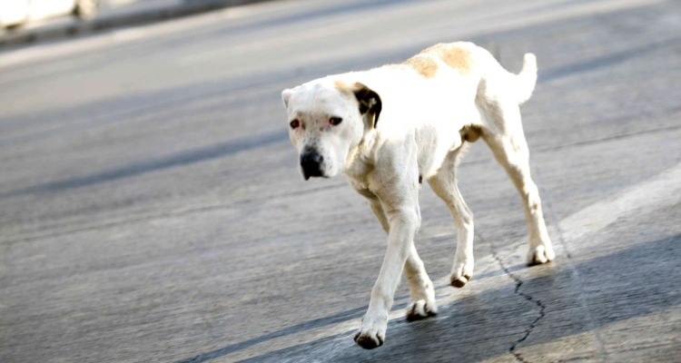Se vota hoy: las nuevas penas contra el abandono animal que propone proyecto de ley “No me abandones”