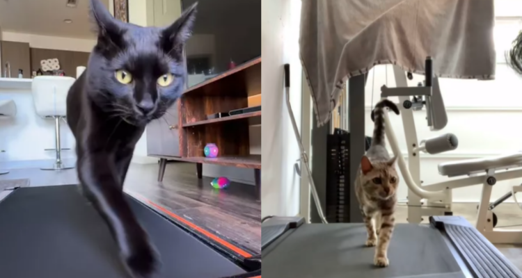 Oliver y Leonardo, los gatos fitnnes de TikTok: tienen sus rutinas diarias en la caminadora