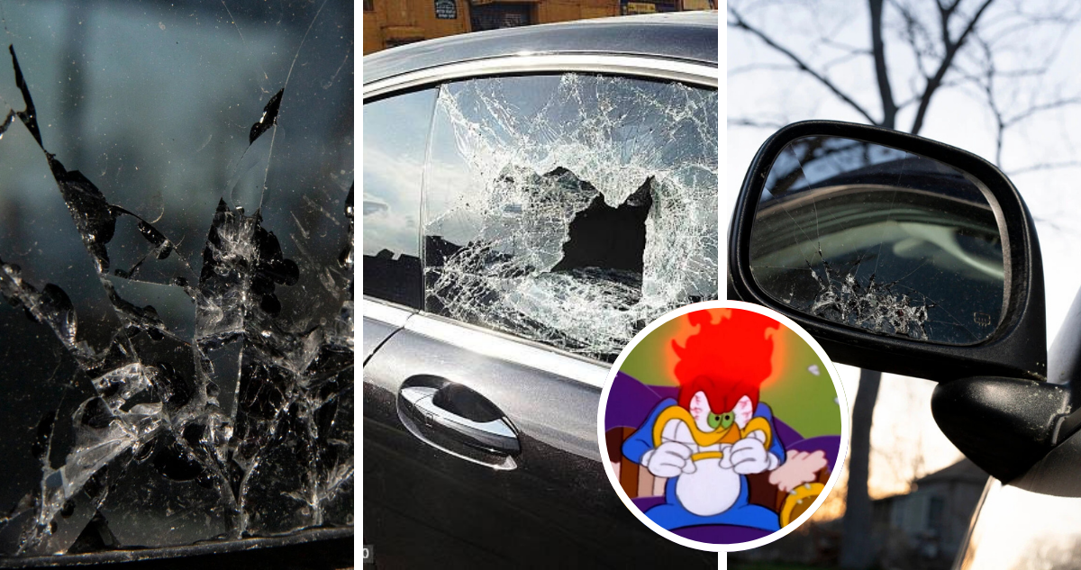 Pájaro carpintero destrozaba autos en pueblo de EEUU