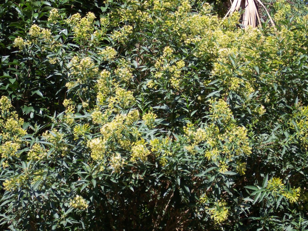 Algunas pueden provocar la muerte: estas son 10 plantas tóxicas que hay en Chile y debes evitar