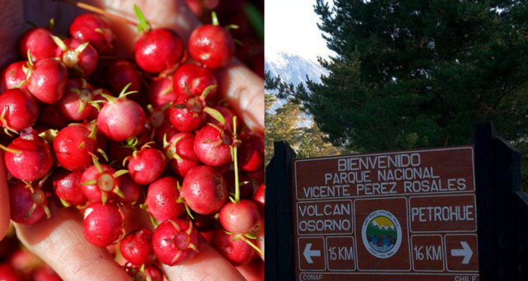 Crearán protocolo para que vecinos extraigan murtas del Parque Nacional Vicente Pérez Rosales