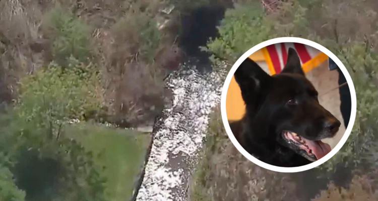Perro policía encontró y salvó a niño desaparecido en EE.UU aferrado a un árbol en un estanque
