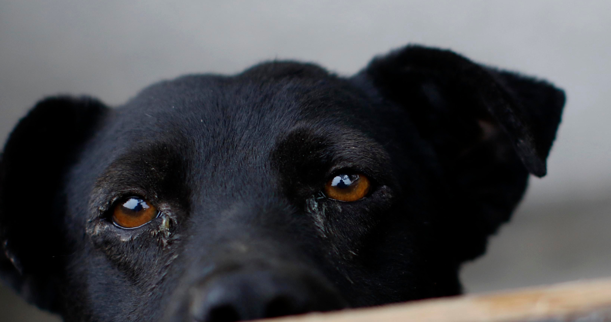 Imagen de perro por hombre detenido tras amarrar a can del cuello y arrastrarlo con su camioneta