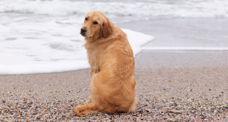 Golden retriever sentado en una playa en referencia a estudio que señala que los perros podrían ser enemigos para la naturaleza