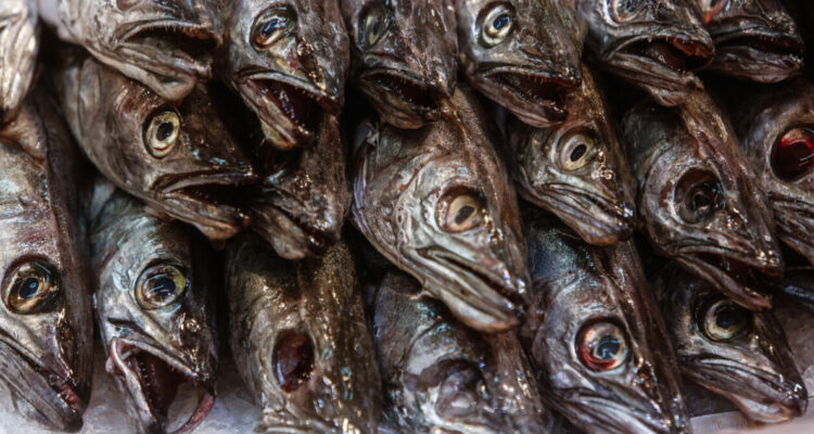 Revisa los niveles de mercurio de los pescados.