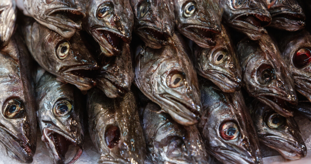 Revisa los niveles de mercurio de los pescados.