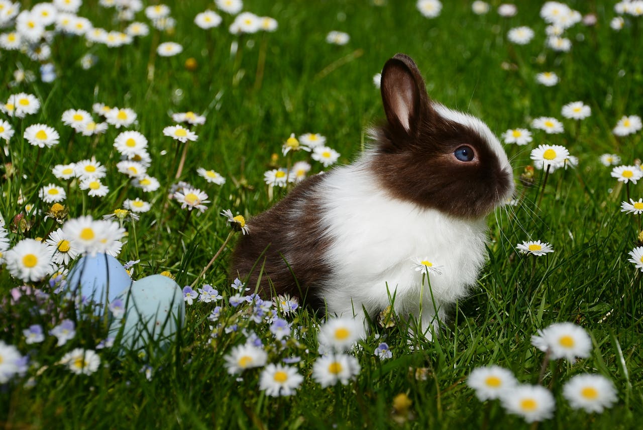 De dónde proviene la tradición del Conejo de Pascua que regala huevos de chocolate en Semana Santa