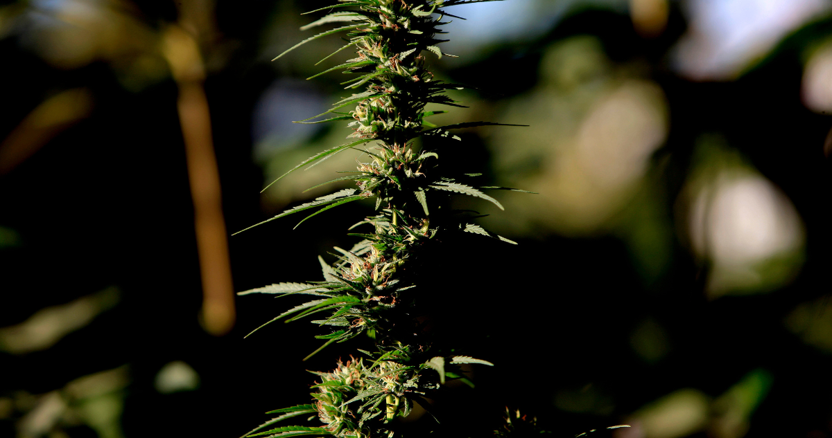 Planta de marihuana por incautación en comunidad mapuche que recibió tierras por parte de la Conadi