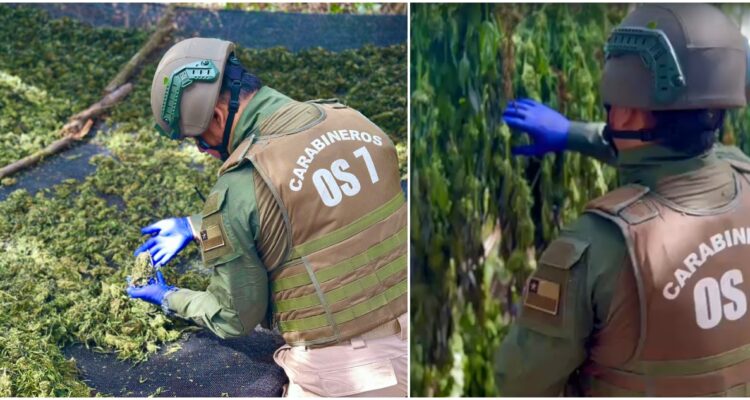 Plantación de marihuana en La Ligua