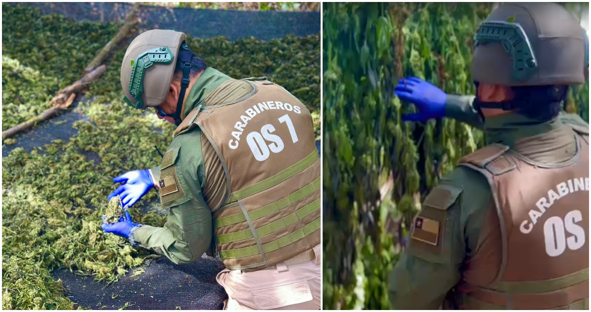 Plantación de marihuana en La Ligua