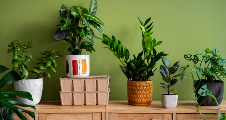 Cómo diferenciar las plantas que necesitan luz de las que requieren sobra, según experta