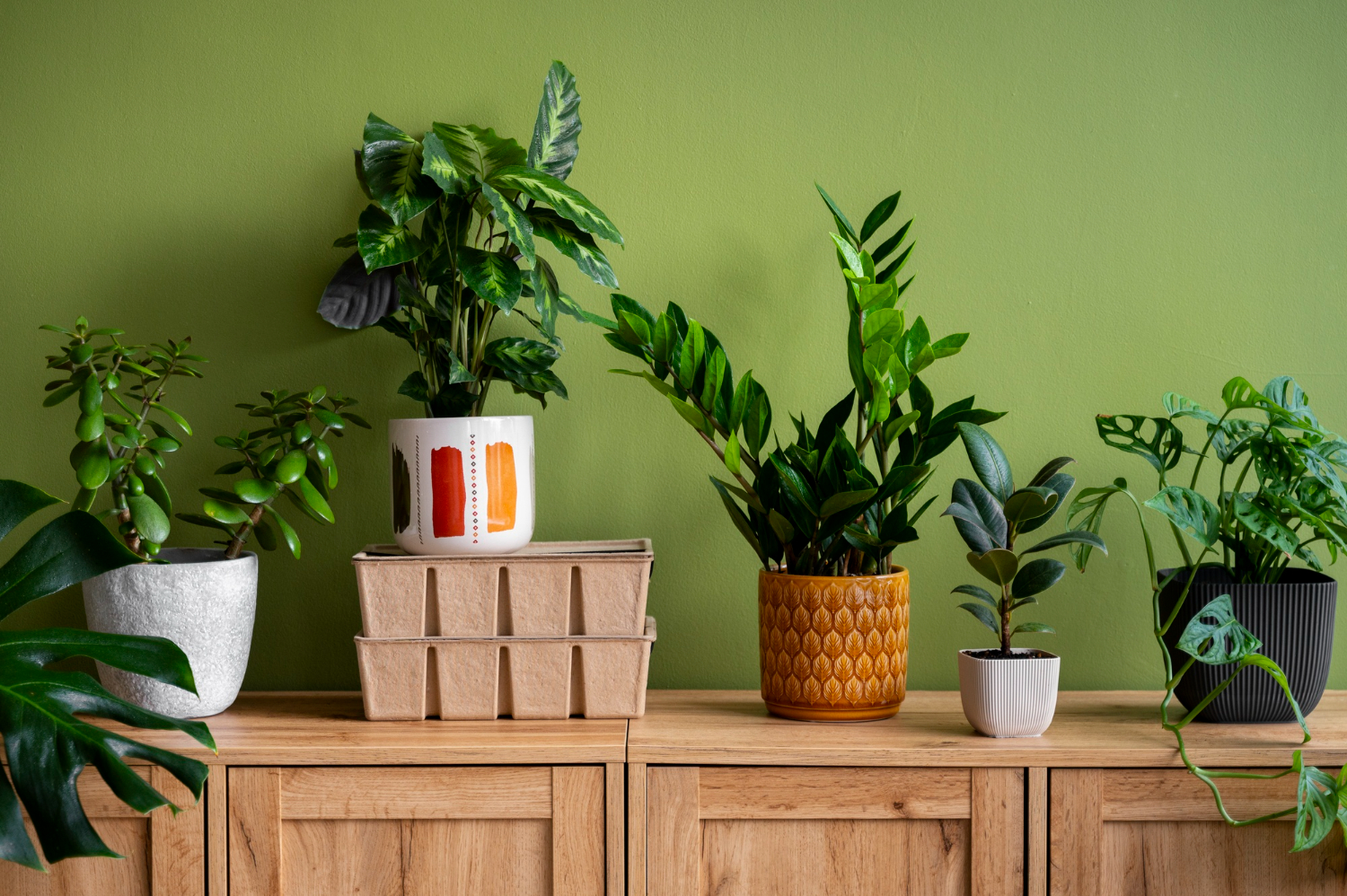 Cómo diferenciar las plantas que necesitan luz de las que requieren sobra, según experta