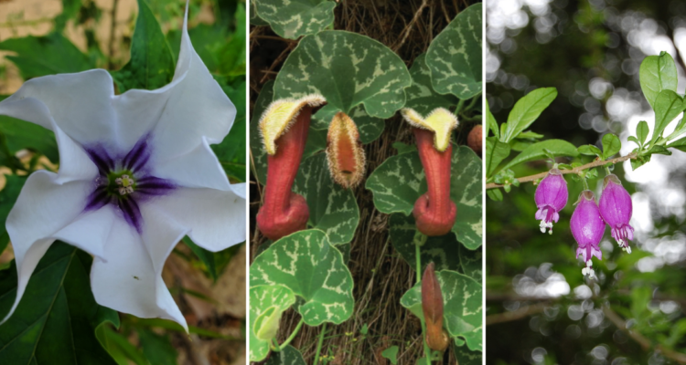 Algunas pueden provocar la muerte: estas son 10 plantas tóxicas que hay en Chile y debes evitar
