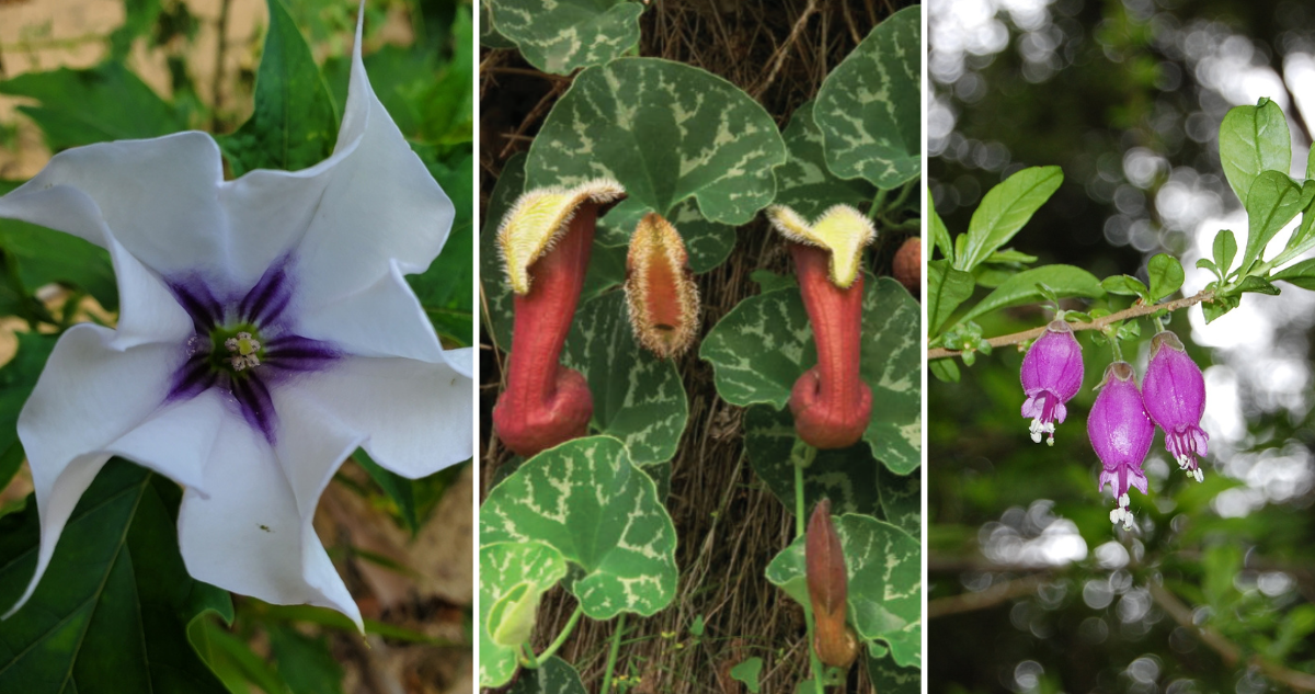 Algunas pueden provocar la muerte: estas son 10 plantas tóxicas que hay en Chile y debes evitar
