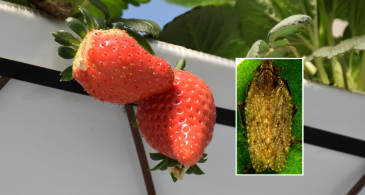 Una raro insecto no descrito está esparciendo una enfermedad en los cultivos de frutillas en Chile
