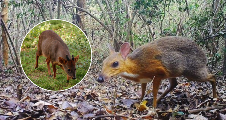 Foto del ciervo ratón de Vietnam y un Pudú