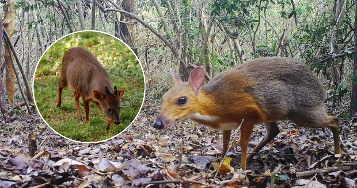 Foto del ciervo ratón de Vietnam y un Pudú
