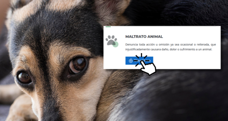 Cómo hacer una denuncia por maltrato animal en Comisaría Virtual
