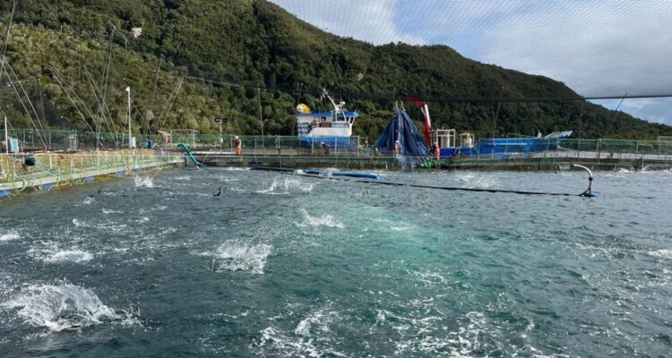 Segundo Tribunal Ambiental revoca caducidad de RCA favorable de proyecto salmonero en Aysén