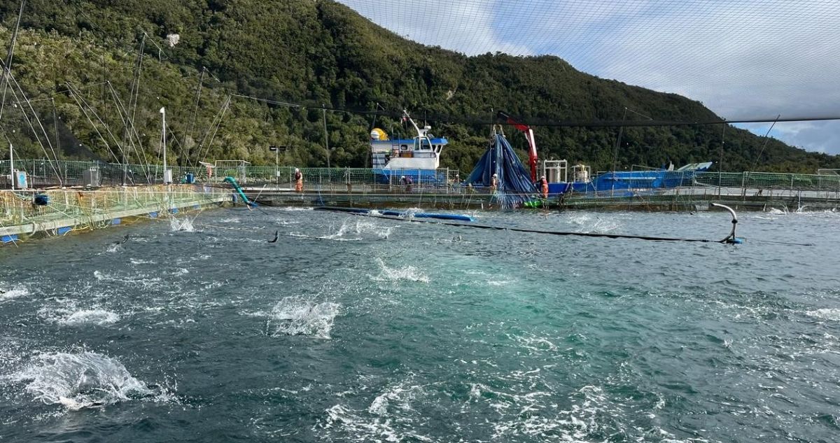 Segundo Tribunal Ambiental revoca caducidad de RCA favorable de proyecto salmonero en Aysén