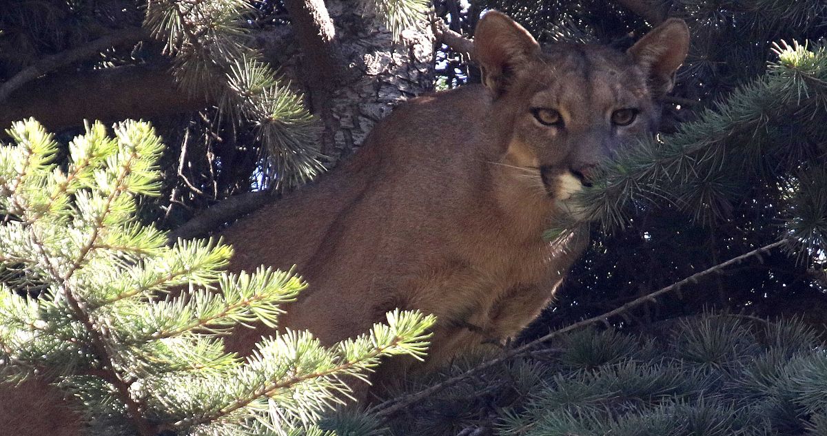Investigan presunta caza ilegal en Torres del Paine tras el hallazgo de un puma desmembrado
