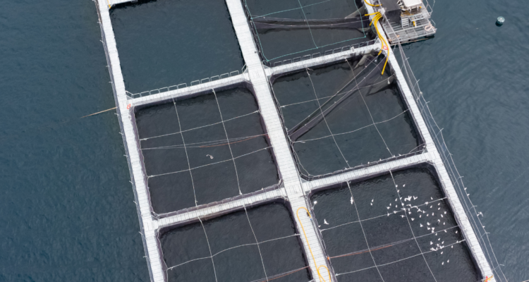 Imagen de salmonera por proyecto que se pretende construir en río San Pedro