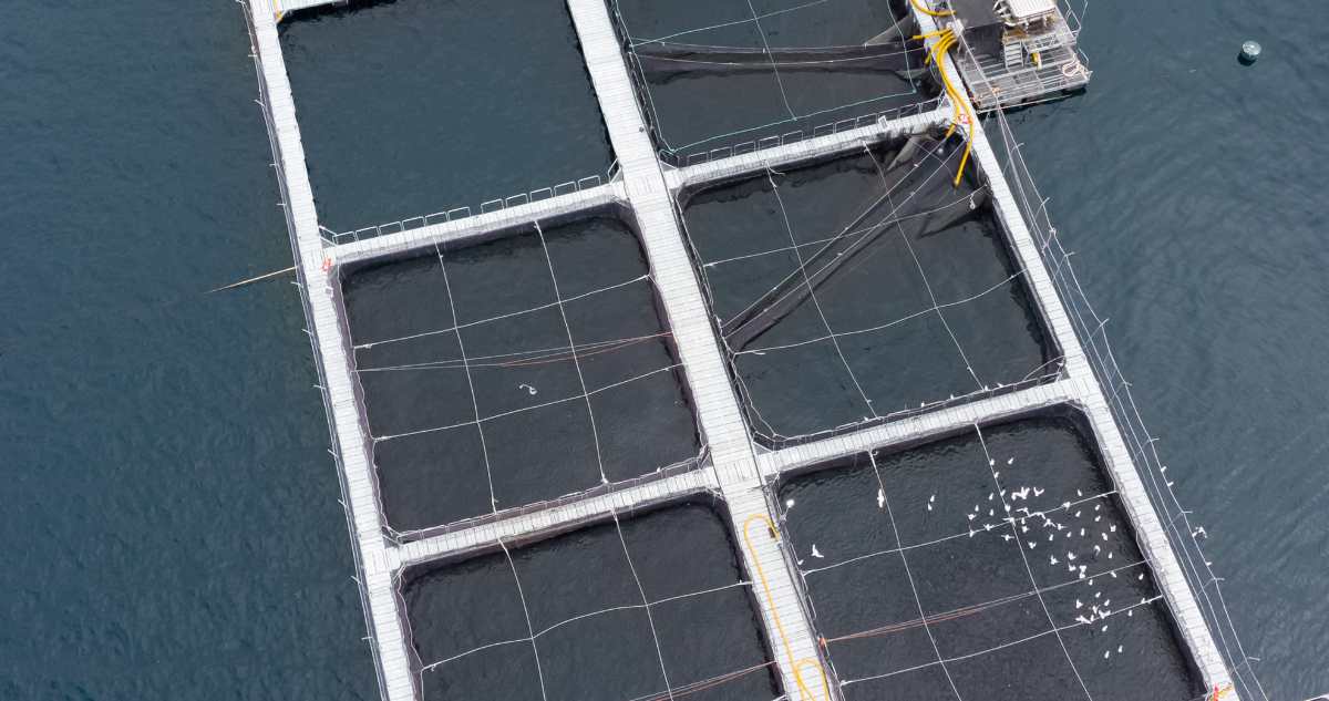 Imagen de salmonera por proyecto que se pretende construir en río San Pedro