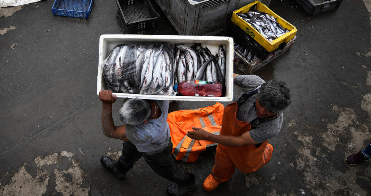 Senado aprueba fraccionamiento pesquero: cuotas artesanales suben y proyecto avanza a tercer trámite