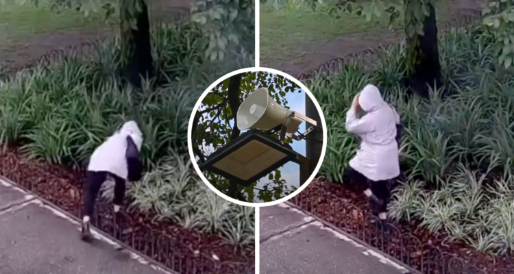 “Señora, no arranque las plantas”: instalan cámaras con altavoces en Argentina para evitar vandalismo