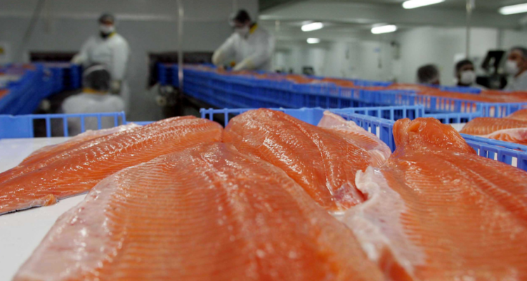 Oposición australiana buscará prohibir importación de salmón chileno si gana elecciones del 3 de mayo