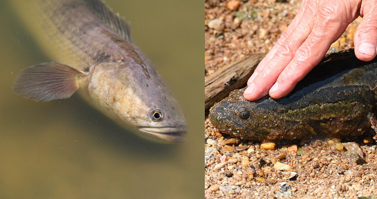 Snakehead, el pez invasor que puede andar fuera del agua que causa estragos en EEUU