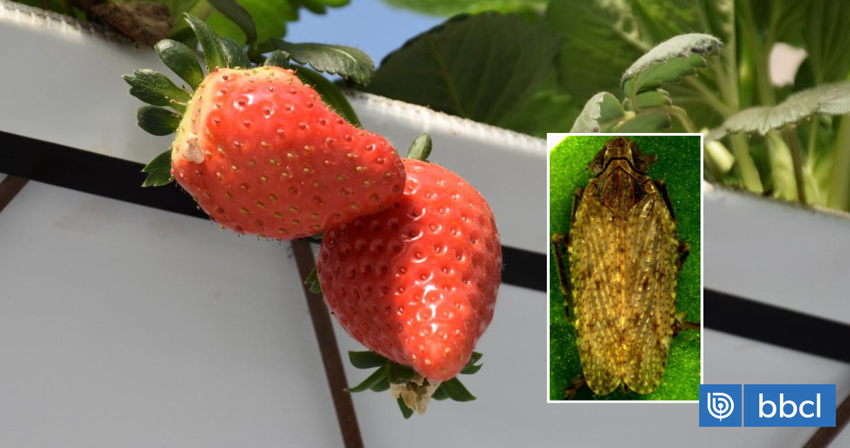 Un raro insecto amenaza cultivos de frutillas en Chile