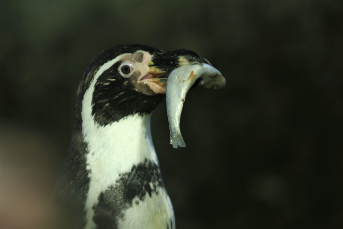 pingüino de Humboldt