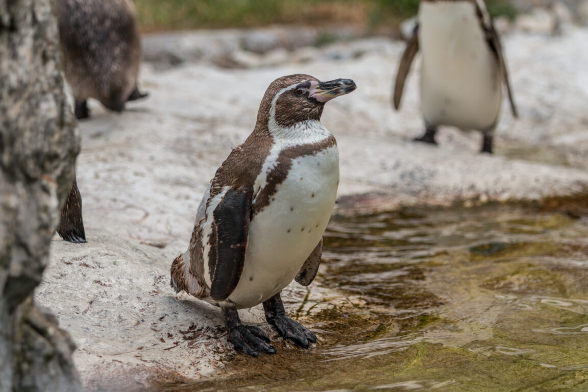 pingüino de Humboldt