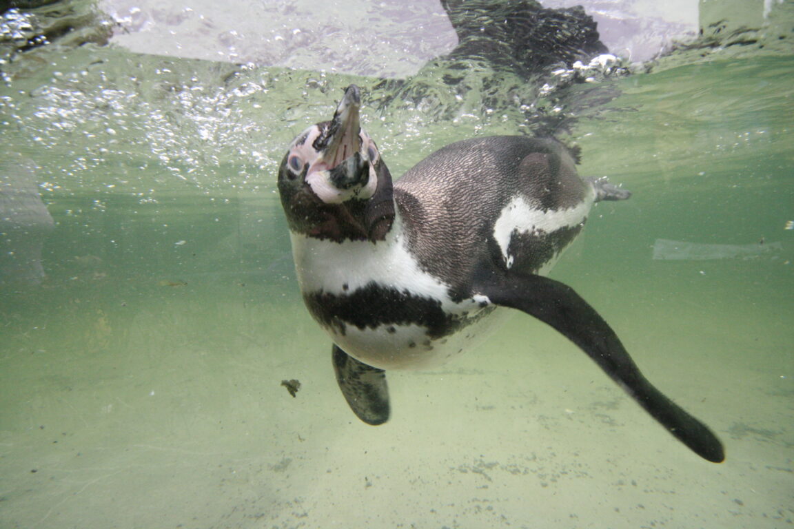 pingüino de Humboldt
