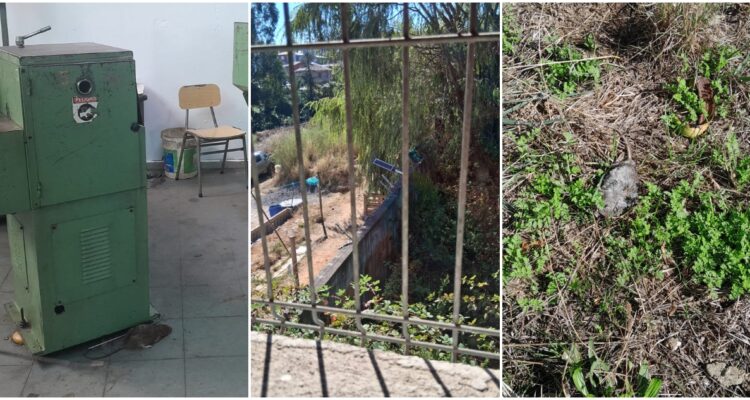 Suspenden clases liceo por ratas