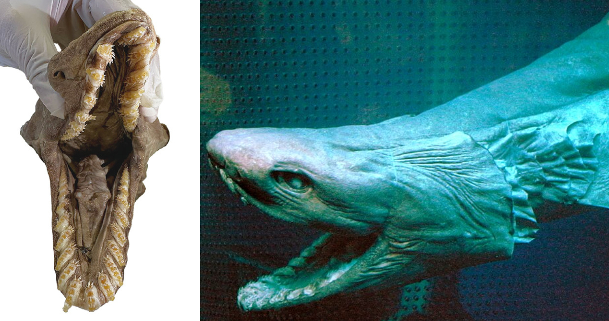 Tiburón anguila