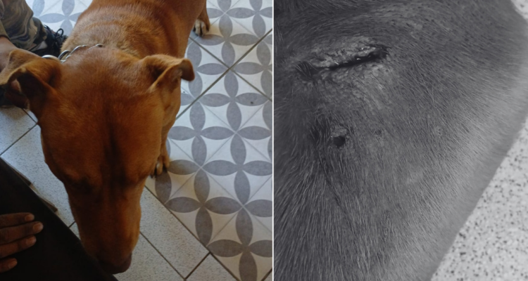Denuncian caso de maltrato animal en Río Negro: hombre agredió a perro con un hacha