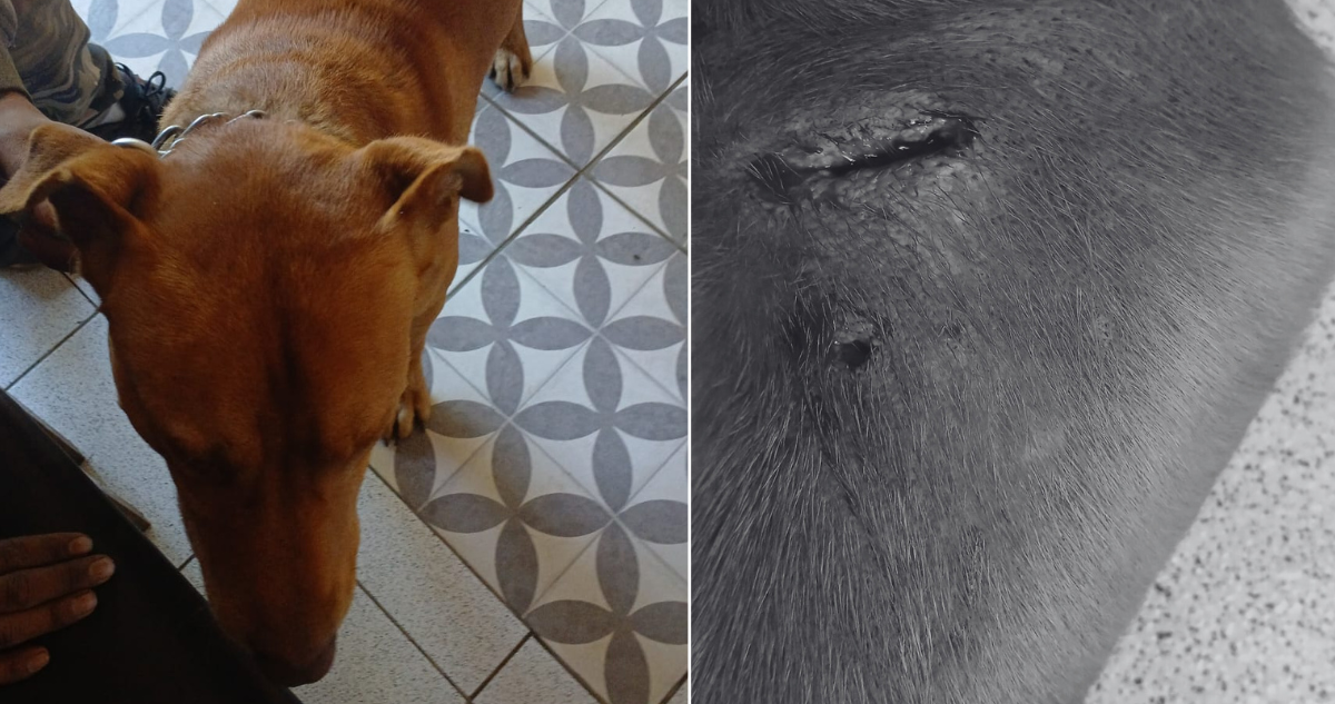 Denuncian caso de maltrato animal en Río Negro: hombre agredió a perro con un hacha