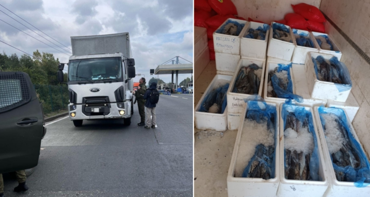 Incautan más de mil kilos de merluza austral en control carretero al sur de Temuco