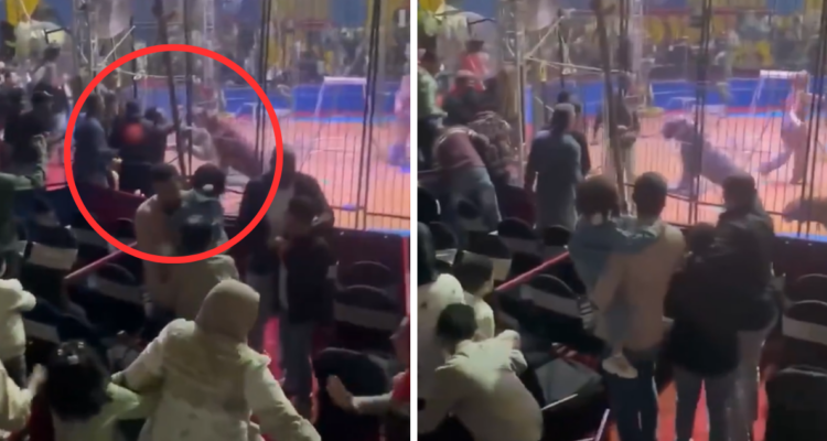 Público entró en pánico: amputan brazo a trabajador de circo tras ser atacado por tigre en Egipto
