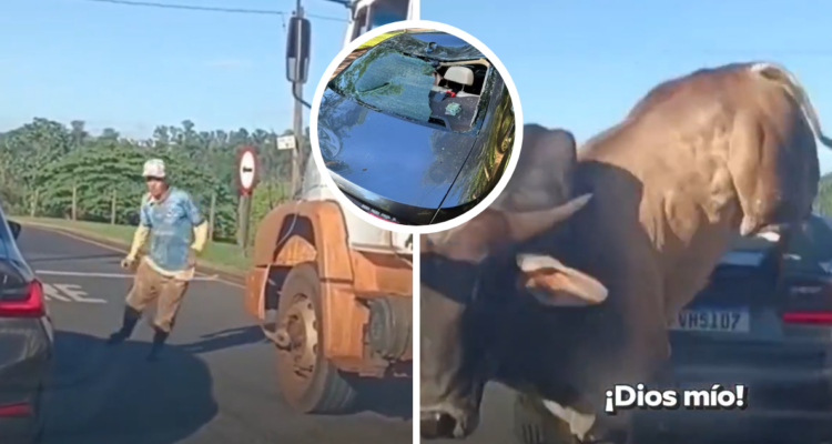 Toro destrozó auto tras perseguir y atacar a hombre en calle de Brasil: no lograron atraparlo