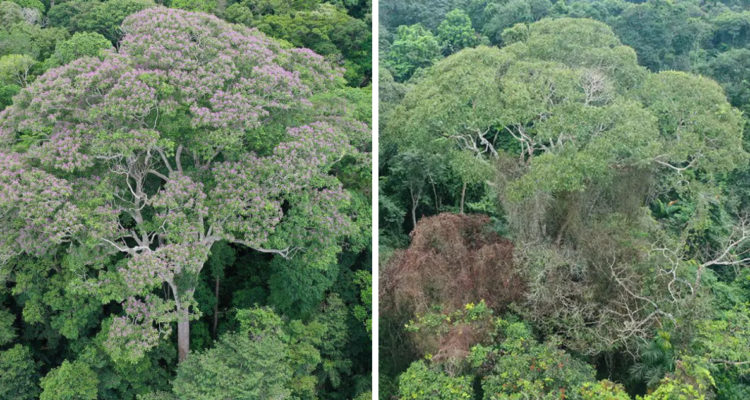 Transforma el peligro en beneficio: Descubren árbol que “electrocuta” a otras especies para sobrevivir