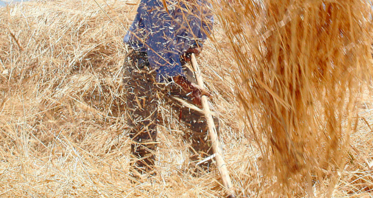 Agricultor manejando trigo por postura de agricultores de La Araucanía por guerra comercial de EEUU